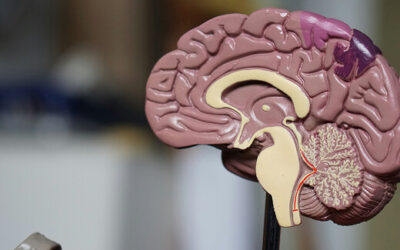 How Age May Shape Recovery After Brain Injury