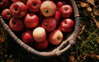 Thoughts on the Harvest by Debra Erickson